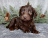 Medium F1B Labradoodle For Sale Millersburg OH Male-Bruno