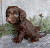 Medium F1B Labradoodle For Sale Millersburg OH Male-Bruno