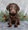 Medium F1B Labradoodle For Sale Millersburg OH Male-Bruno