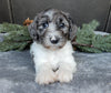Medium F1B Labradoodle For Sale Millersburg OH Male-Baxter