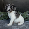 Medium F1B Labradoodle For Sale Millersburg OH Male-Baxter