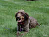 Mini Labradoodle For Sale Millersburg OH Male-Cooper