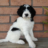 F1B Medium Labradoodle For Sale Millersburg OH Male-Barney