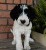 F1B Medium Labradoodle For Sale Millersburg OH Male-Barney