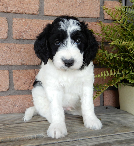 F1B Medium Labradoodle For Sale Millersburg OH Male-Barney