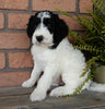 F1B Medium Labradoodle For Sale Millersburg OH Male-Barney