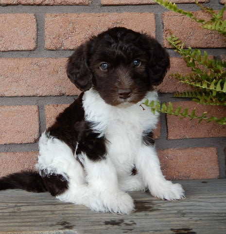 F1B Medium Labradoodle For Sale Millersburg OH Male-Benji