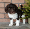 F1B Medium Labradoodle For Sale Millersburg OH Male-Benji