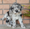 F1B Medium Labradoodle For Sale Millersburg OH Male-Bert