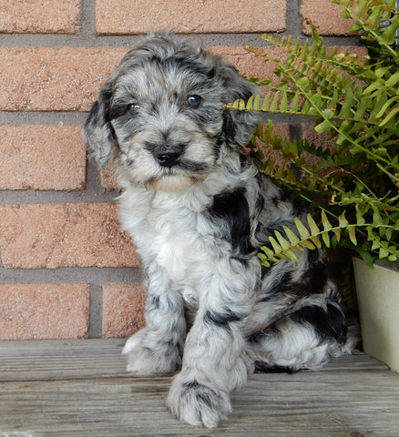 F1B Medium Labradoodle For Sale Millersburg OH Male-Bert