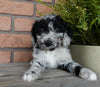 F1B Medium Labradoodle For Sale Millersburg OH Female-Bella