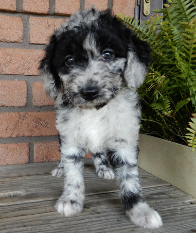 F1B Medium Labradoodle For Sale Millersburg OH Female-Bella