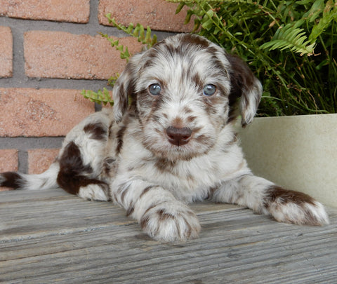 F1B Medium Labradoodle For Sale Millersburg OH Female-Betty