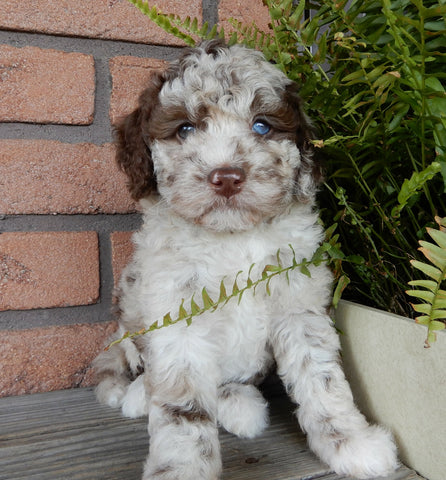 F1B Medium Labradoodle For Sale Millersburg OH Female-Penny