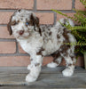 F1B Medium Labradoodle For Sale Millersburg OH Female-Penny