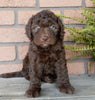 F1B Medium Labradoodle For Sale Millersburg OH Female-Peggy