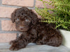 F1B Medium Labradoodle For Sale Millersburg OH Female-Peggy