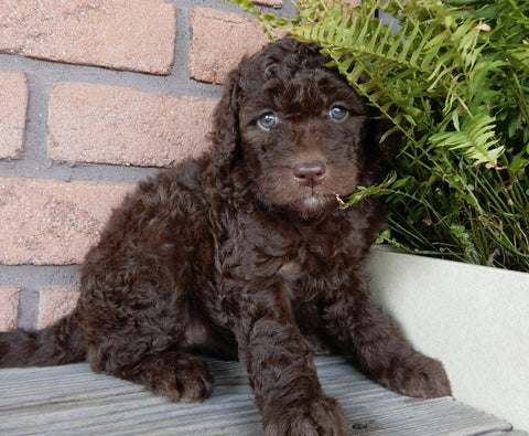 F1B Medium Labradoodle For Sale Millersburg OH Female-Peggy