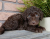 F1B Medium Labradoodle For Sale Millersburg OH Female-Peggy