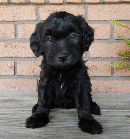 F1B Medium Labradoodle For Sale Millersburg OH Female-Petunia