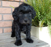 F1B Medium Labradoodle For Sale Millersburg OH Female-Petunia