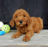 Mini Goldendoodle For Sale Millersburg OH Male-Alfred