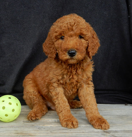 Mini Goldendoodle For Sale Millersburg OH Male-Alfred