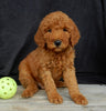 Mini Goldendoodle For Sale Millersburg OH Male-Alfred