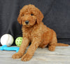 Mini Goldendoodle For Sale Millersburg OH Male-Alfred