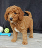 Mini Goldendoodle For Sale Millersburg OH Male-Earl