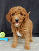 Mini Goldendoodle For Sale Millersburg OH Male-Earl