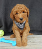 Mini Goldendoodle For Sale Millersburg OH Male-Murphy