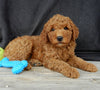 Mini Goldendoodle For Sale Millersburg OH Male-Murphy