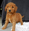 Mini Goldendoodle For Sale Millersburg OH Female-Tulip