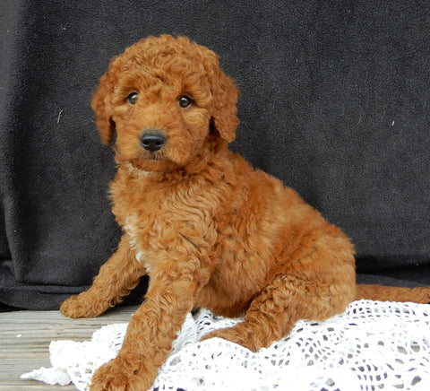 Mini Goldendoodle For Sale Millersburg OH Female-Tulip
