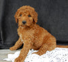 Mini Goldendoodle For Sale Millersburg OH Female-Tulip