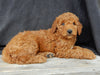 Mini Goldendoodle For Sale Millersburg OH Female-Tulip