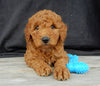 Mini Goldendoodle For Sale Millersburg OH Female-Tulip