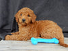 Mini Goldendoodle For Sale Millersburg OH Female-Tulip