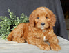 Mini Goldendoodle For Sale Millersburg OH Female-Tootsie
