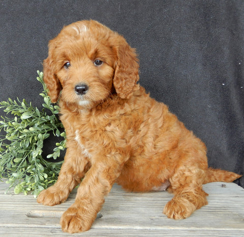 Mini Goldendoodle For Sale Millersburg OH Female-Tootsie