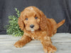 Mini Goldendoodle For Sale Millersburg OH Female-Tootsie