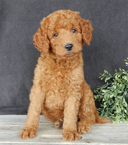 Mini Goldendoodle For Sale Millersburg OH Female-Darla