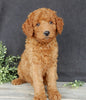 Mini Goldendoodle For Sale Millersburg OH Female-Darla