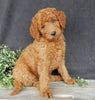 Mini Goldendoodle For Sale Millersburg OH Female-Darla