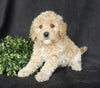 Mini Labradoodle For Sale Millersburg OH Female-Bonnie