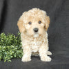 Mini Labradoodle For Sale Millersburg OH Female-Bonnie