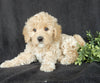 Mini Labradoodle For Sale Millersburg OH Female-Bonnie