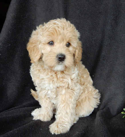 Mini Labradoodle For Sale Millersburg OH Female-Bonnie