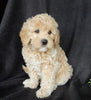 Mini Labradoodle For Sale Millersburg OH Female-Bonnie